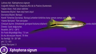 Xiphophorus signum