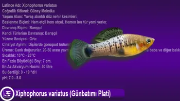 Xiphophorus variatus (Günbatımı Plati)