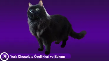 York Chocolate