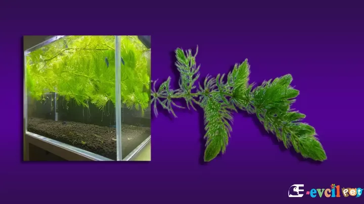 Tilki Kuyruğu Bitkisi (Ceratophyllum Demersum)