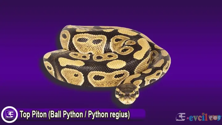 Top Piton (Ball Python / Python regius)