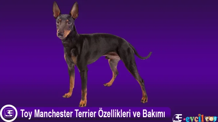 Toy Manchester Terrier