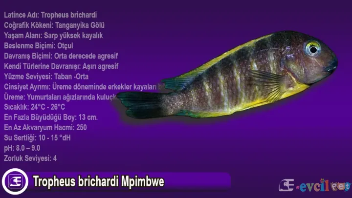 Tropheus brichardi Mpimbwe