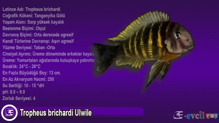 Tropheus brichardi Ulwile Bakımı ve Özellikleri