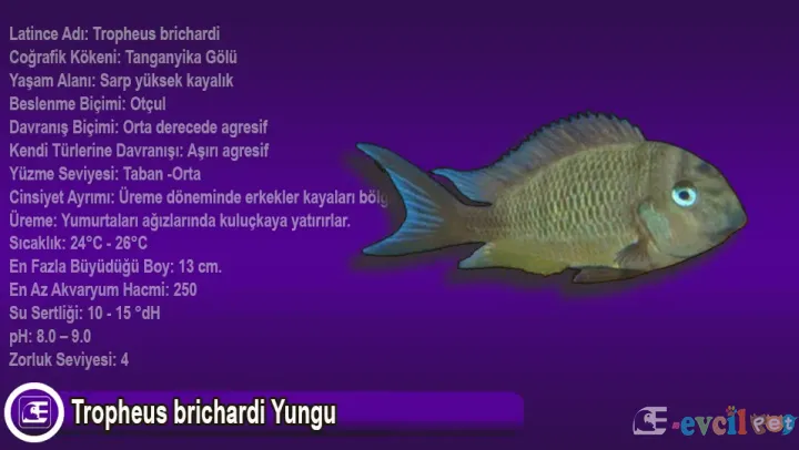 Tropheus brichardi Yungu Bakımı ve Özellikleri