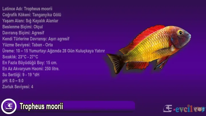 Tropheus moorii Özellikleri ve Bakımı (Detaylı Rehber)