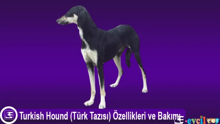 Turkish Hound (Türk Tazısı) Özellikleri ve Bakımı