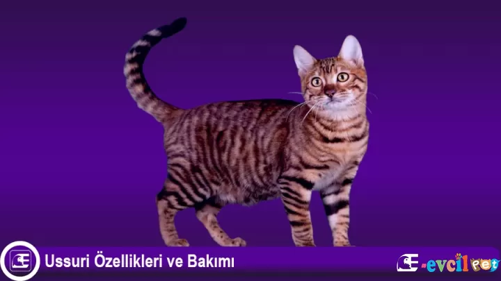 Ussuri Özellikleri ve Bakımı