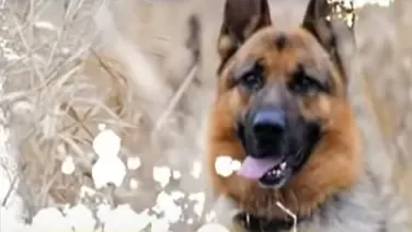 Alman Çoban Köpeği Eğitimi