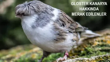 Gloster Kanarya Bakımı ve Beslenmesi