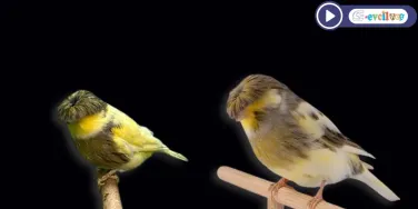 Gloster Kanarya Kızıştırma Sesi | Etkili ve Doğal Yöntem