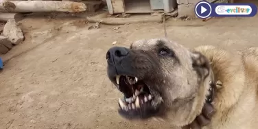 Köpek Sesi Havlaması