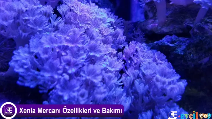 Xenia Mercanı Özellikleri ve Bakımı