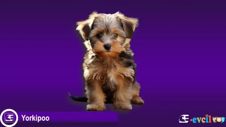 Yorkipoo