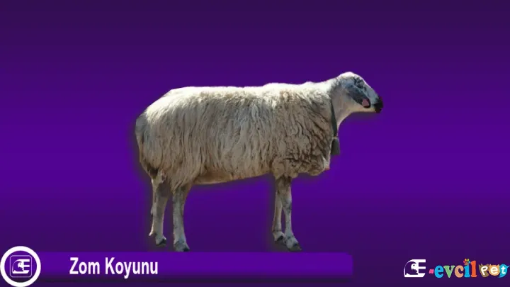 Zom Koyunu