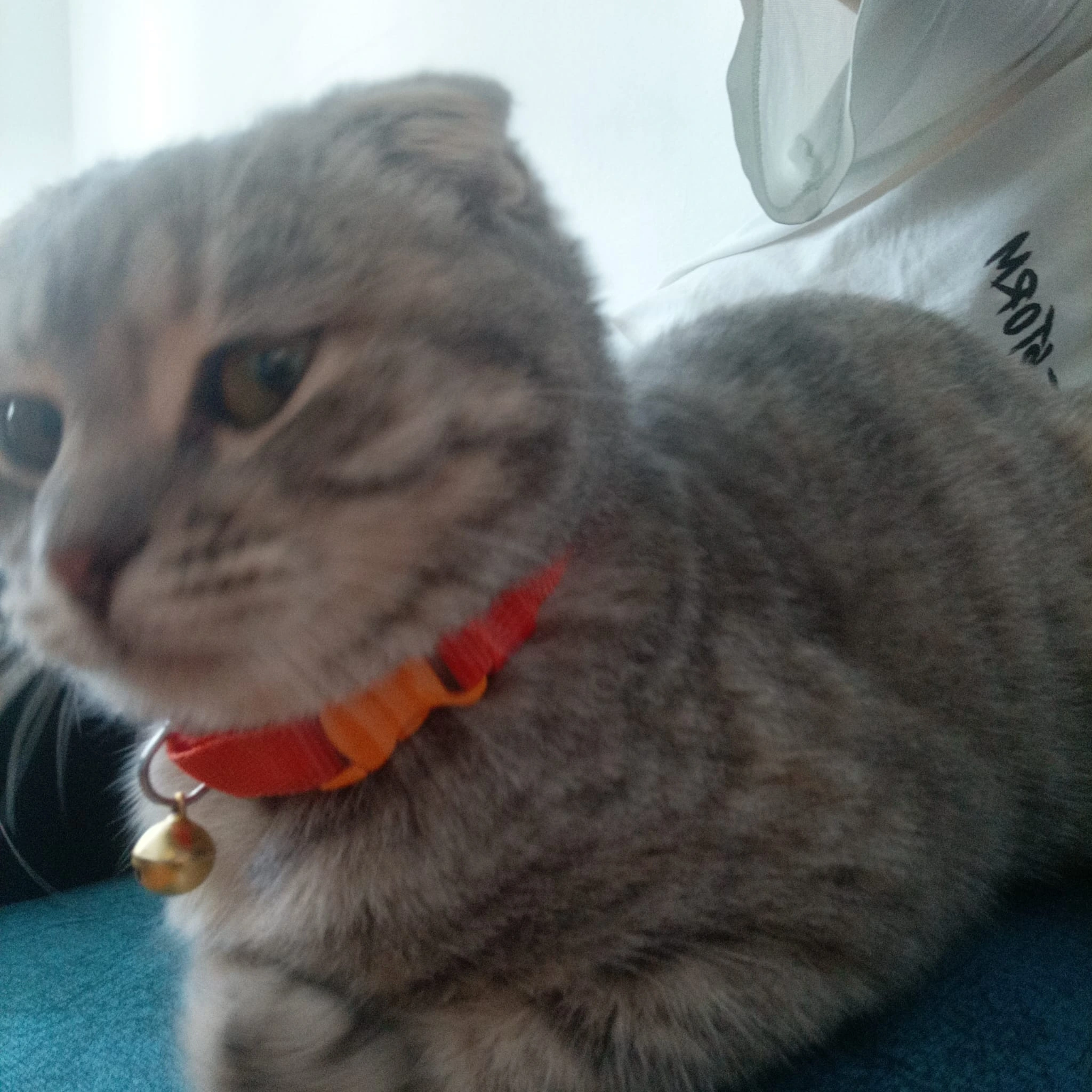 lily