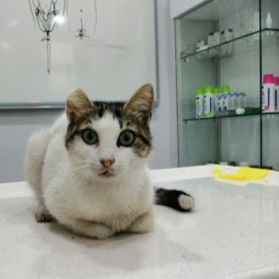 Wetnose Veteriner Kliniği Kocaeli