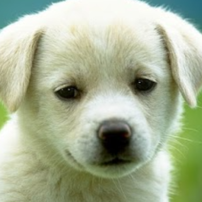 Kartepe Veterinary Clinic