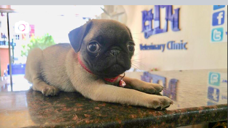 PETLAND VETERİNER KLİNİĞİ