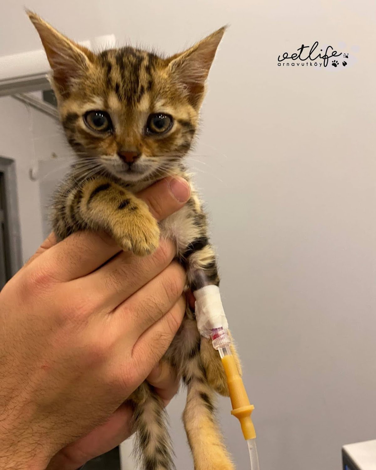 Arnavutköy VetLife Veteriner Kliniği