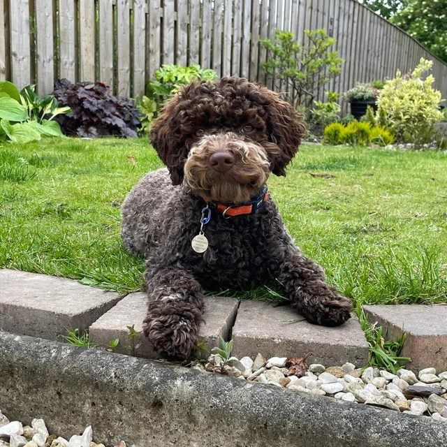 Lagotto Romagnolo