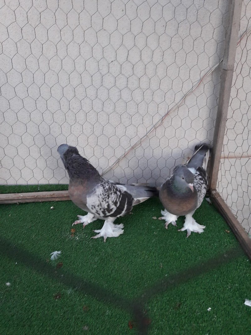 Pati Pet Shop
