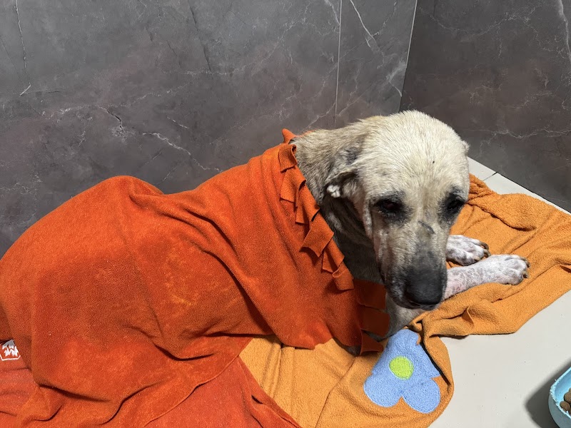 ŞirinPati Pet, Kuş ve Egzotik Veteriner Kliniği