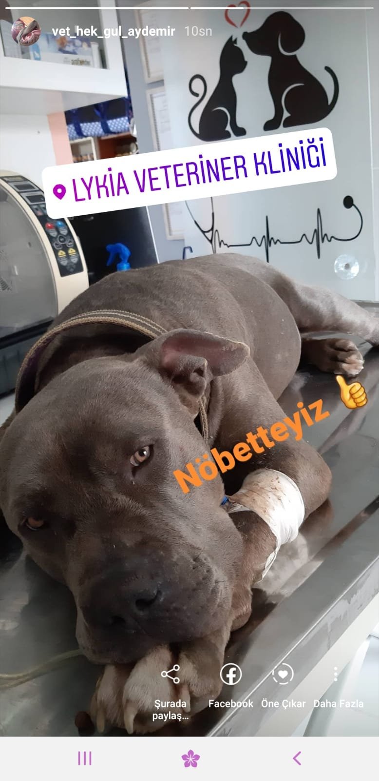 Lykia Veteriner Kliniği