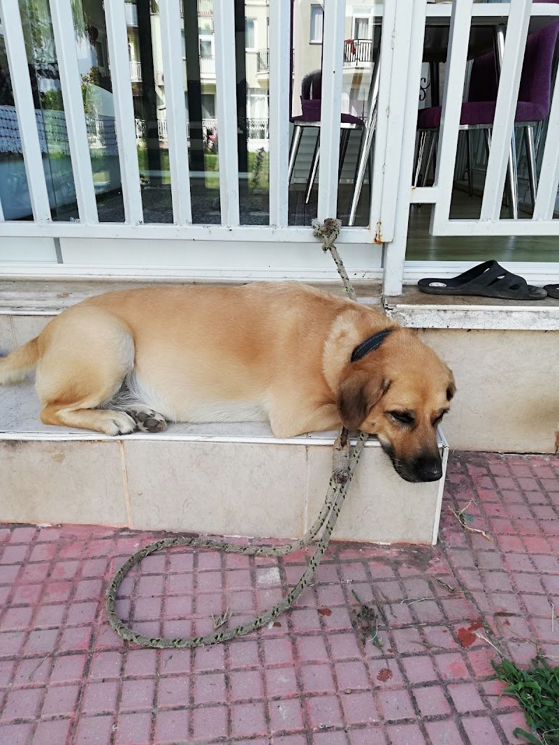 Oğan Veteriner Kliniği
