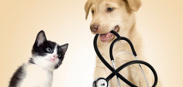 PET POİNT LARA VETERİNER KLİNİĞİ