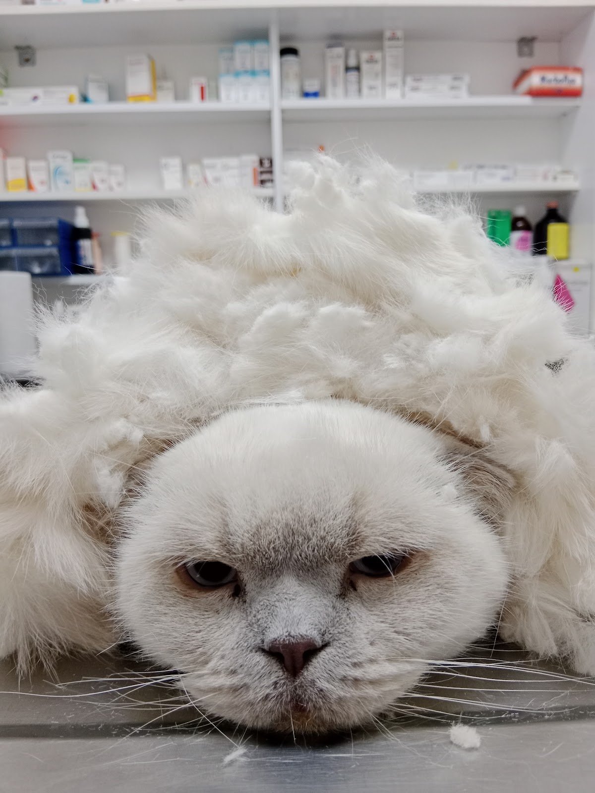 Badem Veteriner Kliniği