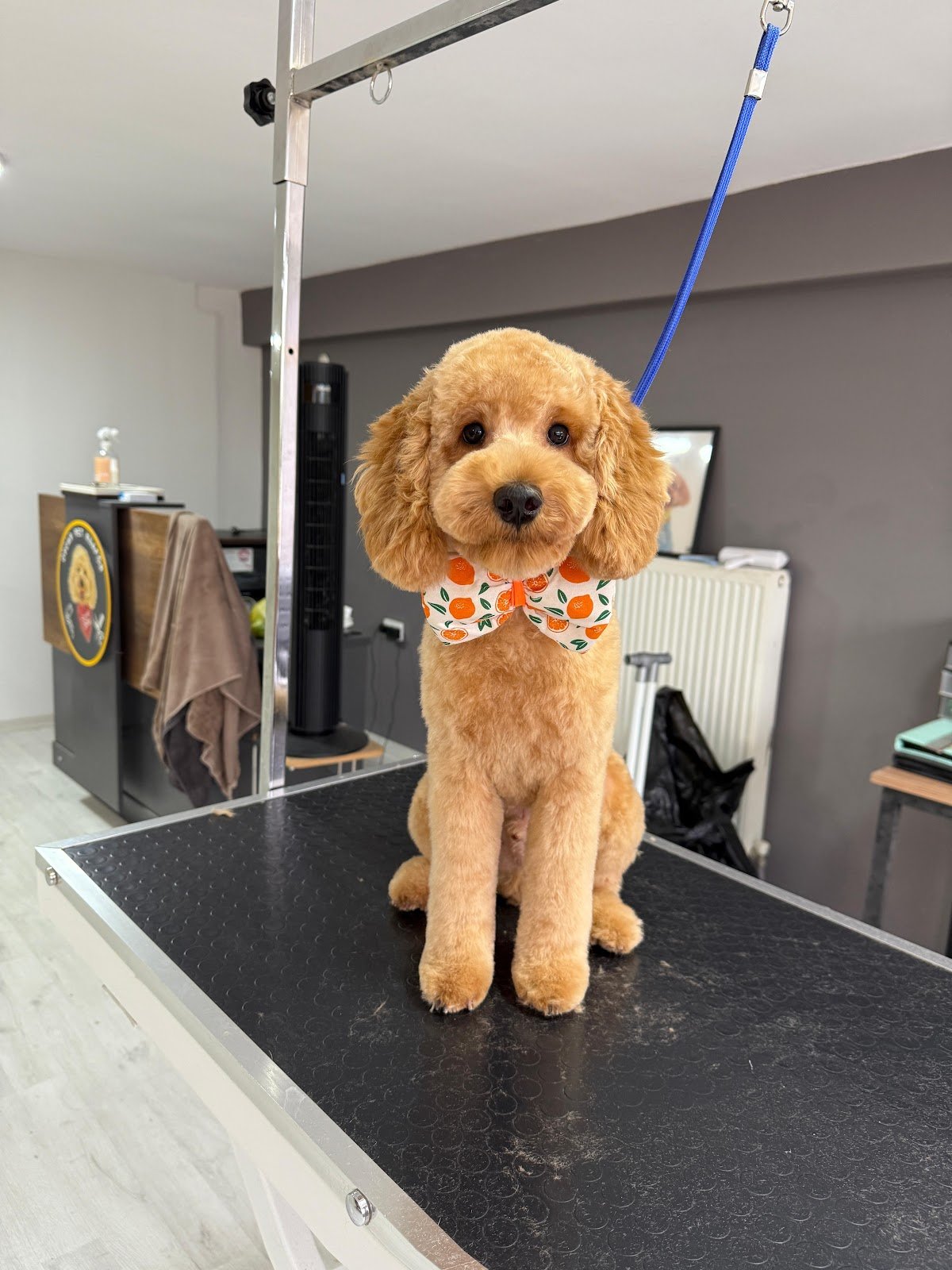 Oscar Pet Kuaför