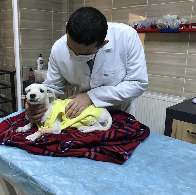 NesilPet Veteriner Kliniği