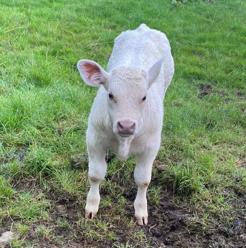 Ağrı yazıcı veteriner kliniği