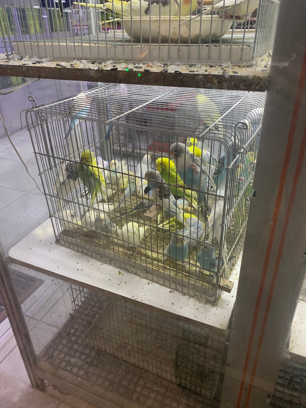 Kanka Köpek - Alya Petshop