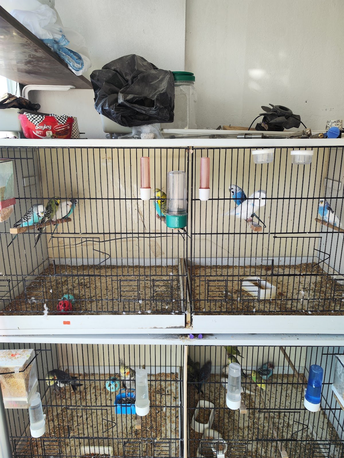 Maşallah Pet Shop