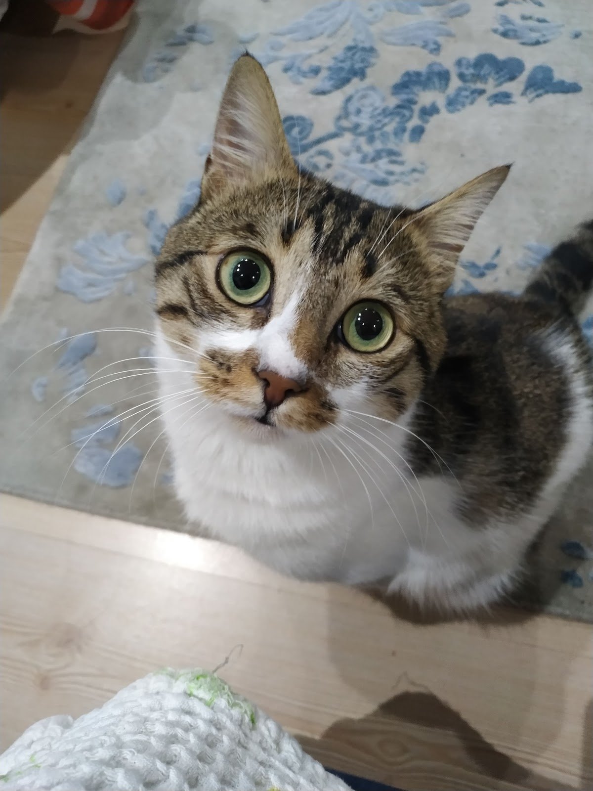 Gap-vet Veteriner Kliniği - 7/24 acil veteriner - Pet Kliniği - Pet Ürünleri - Kedi Köpek Otel - Kedi Köpek Aşılama