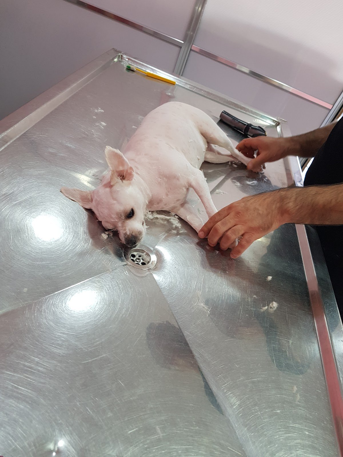 Bayvet Veterinerlik Hizmetleri