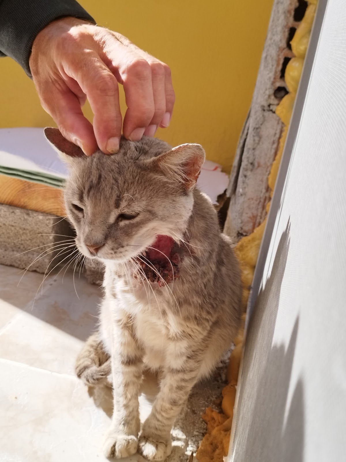 pozantı veteriner kliniği