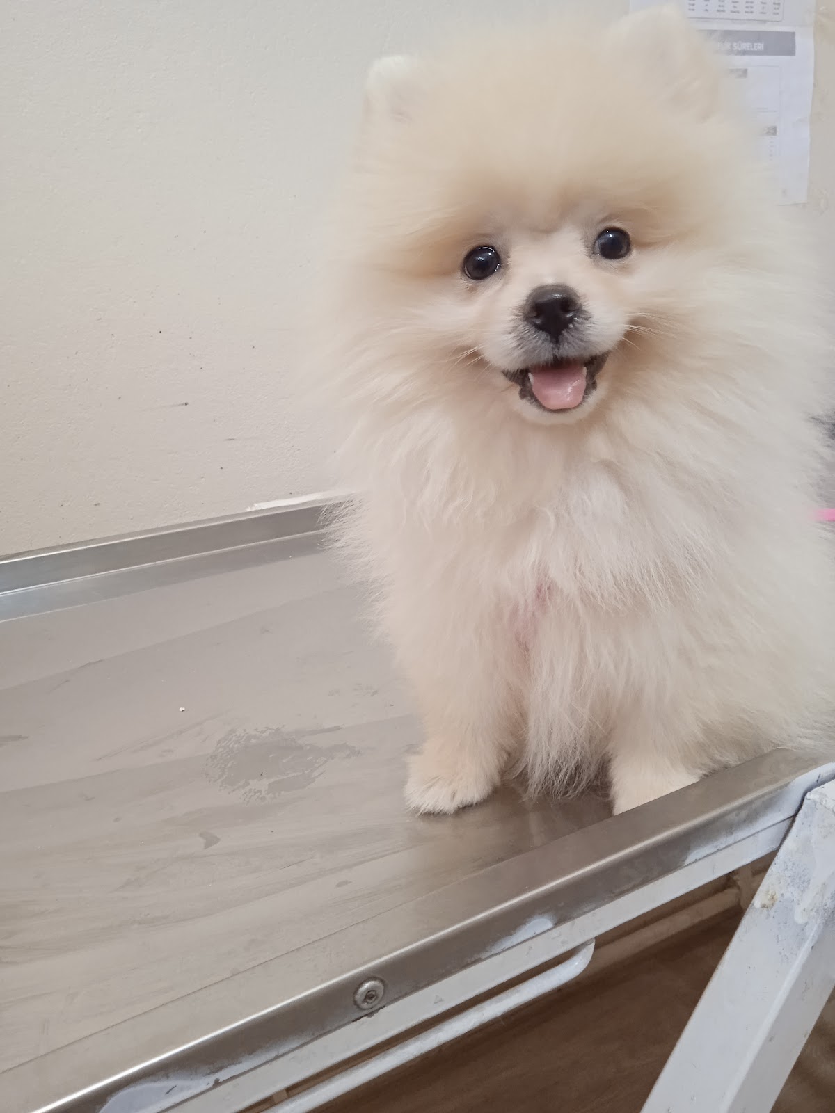 Veteriner Hekim Ali Köroğlu