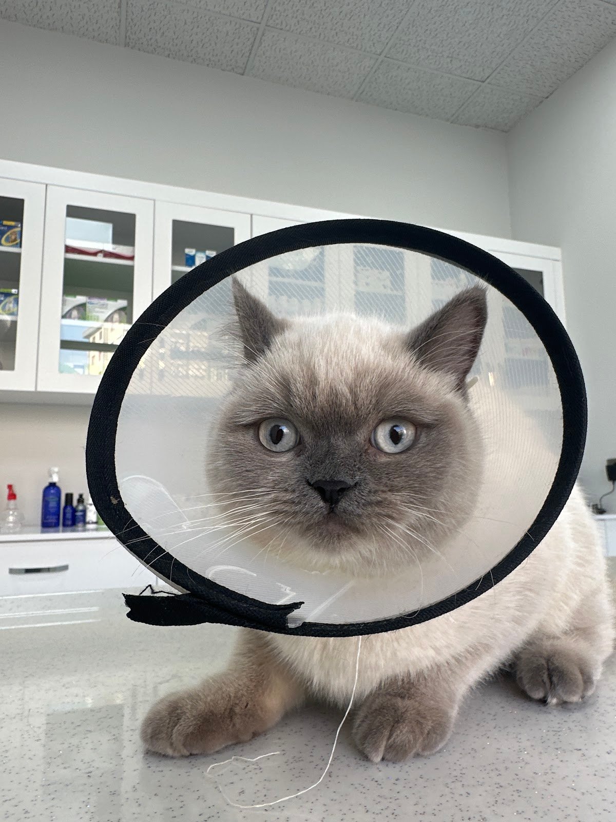 Vet Center Konya - Vetcenter Veteriner Kliniği