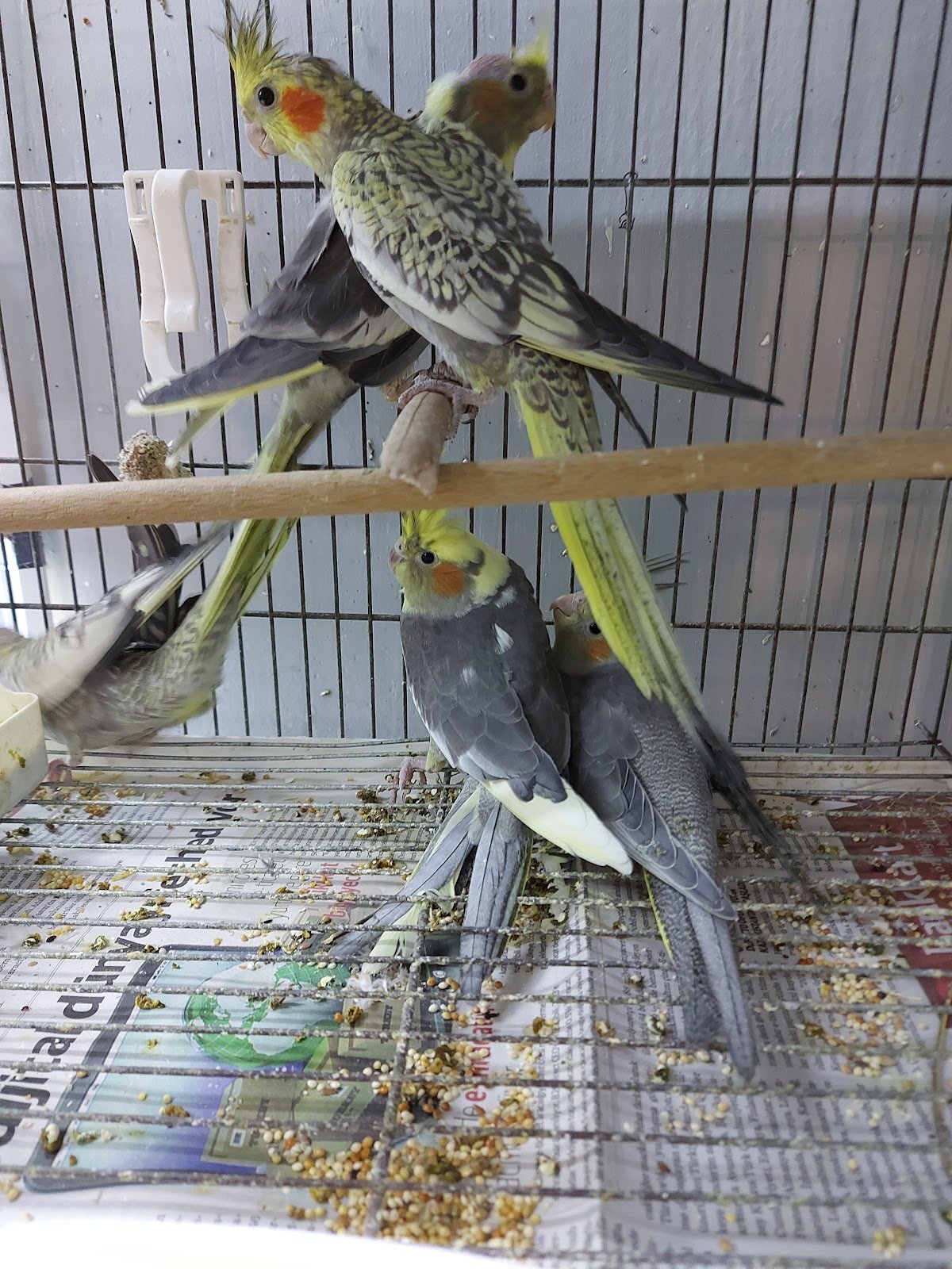 Fatih Pet Shop