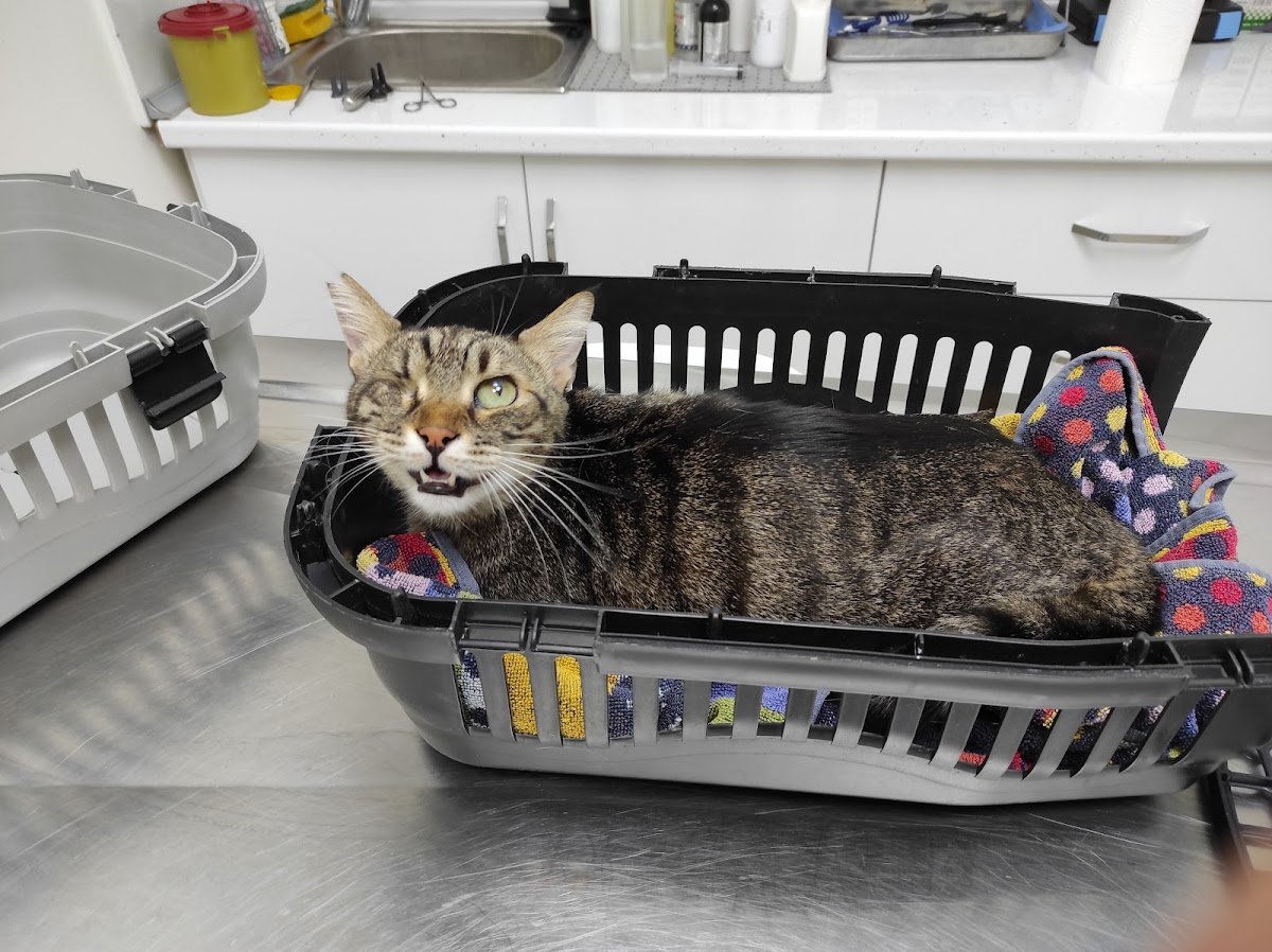 Gaziemir Pet Adası Veteriner Kliniği