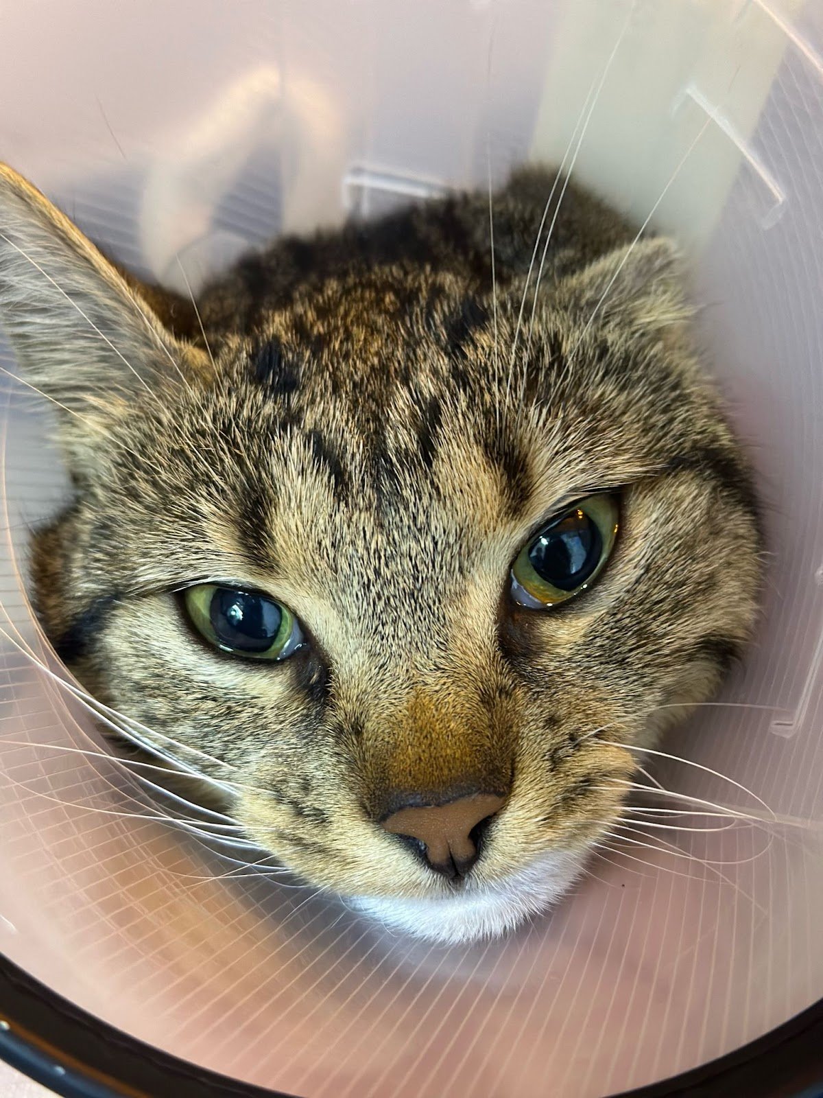 Çiğli VetS Veteriner Kliniği