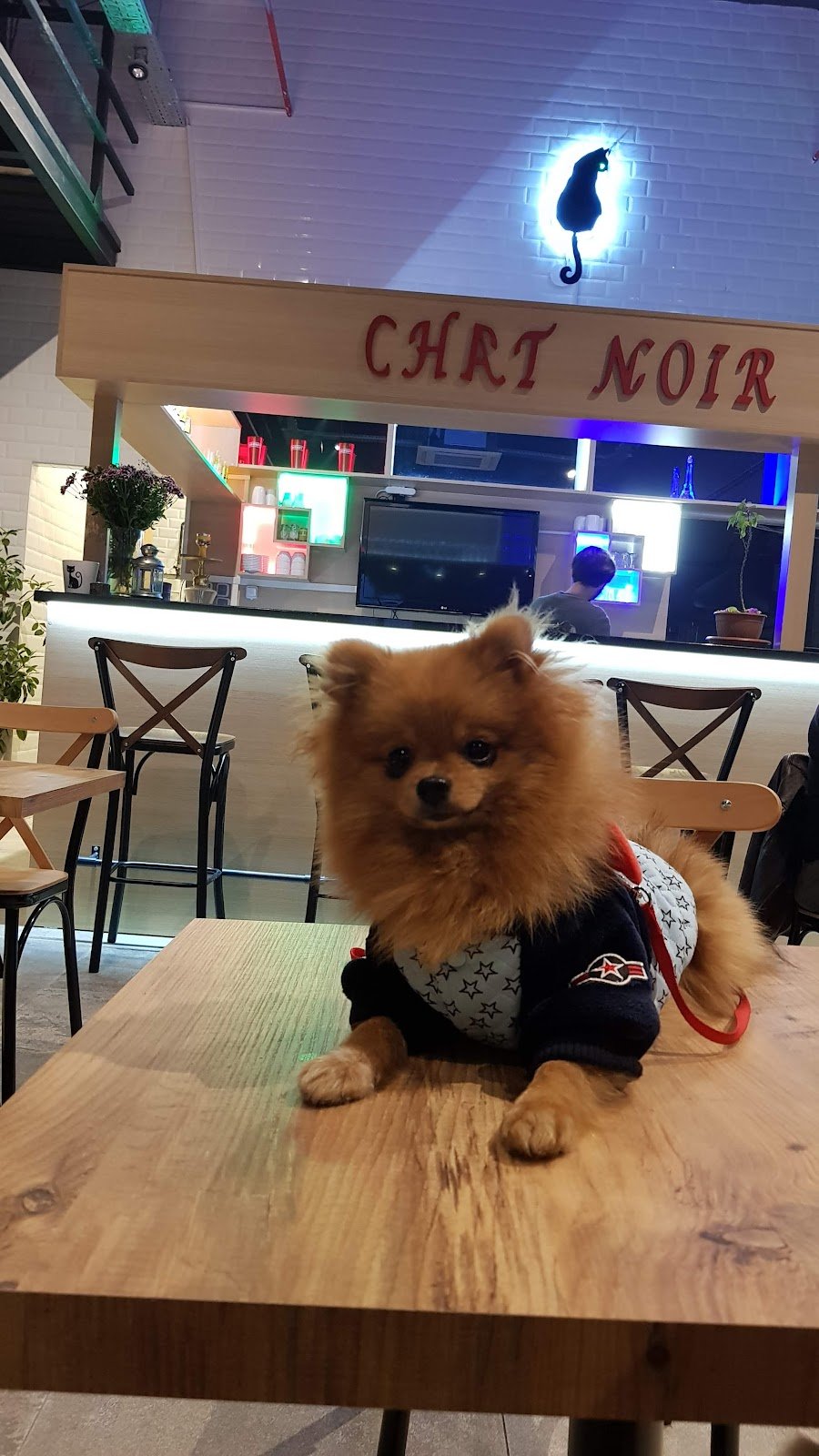 Kayacı Veteriner Kliniği