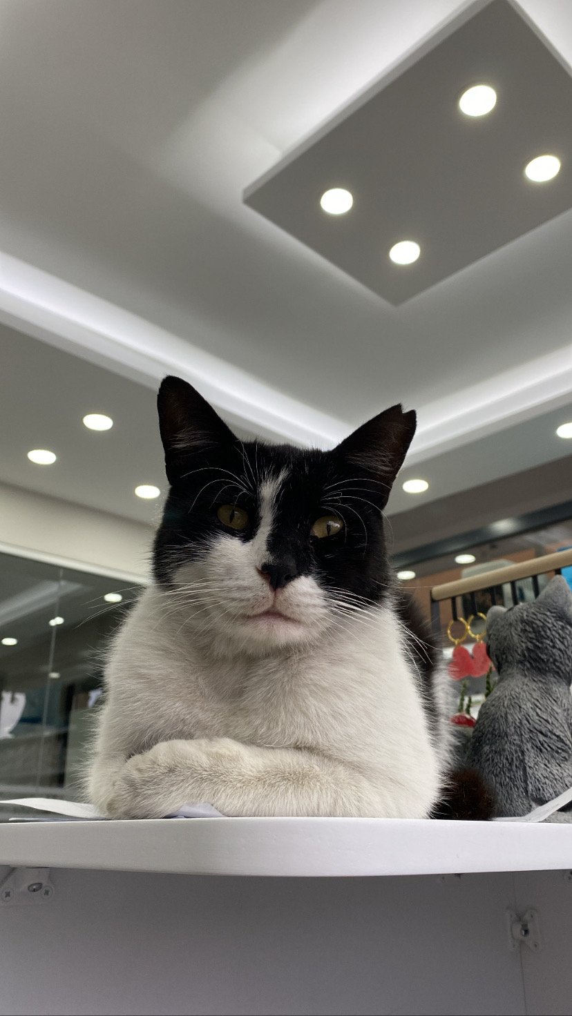 Pakvet Veteriner Kliniği