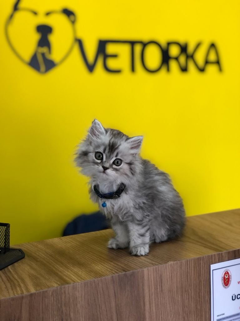 Vetorka Veteriner Kliniği