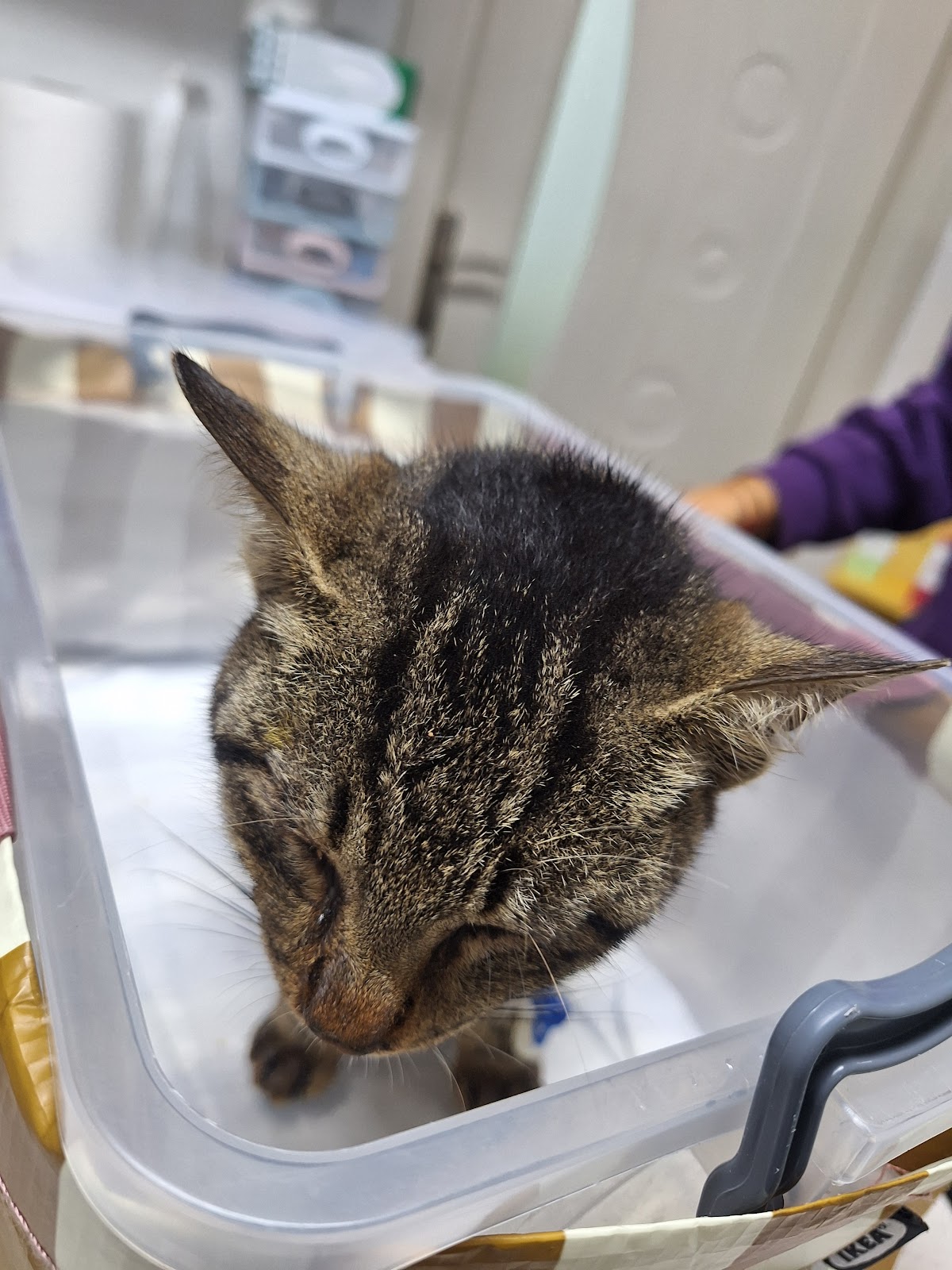 Özgür Veteriner Kliniği