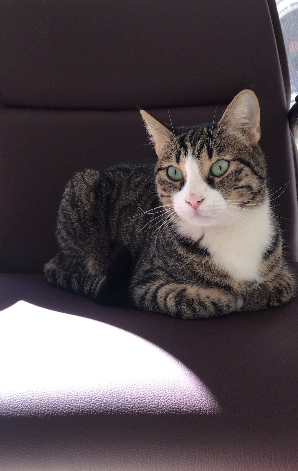 VETPLUS Veteriner Kliniği