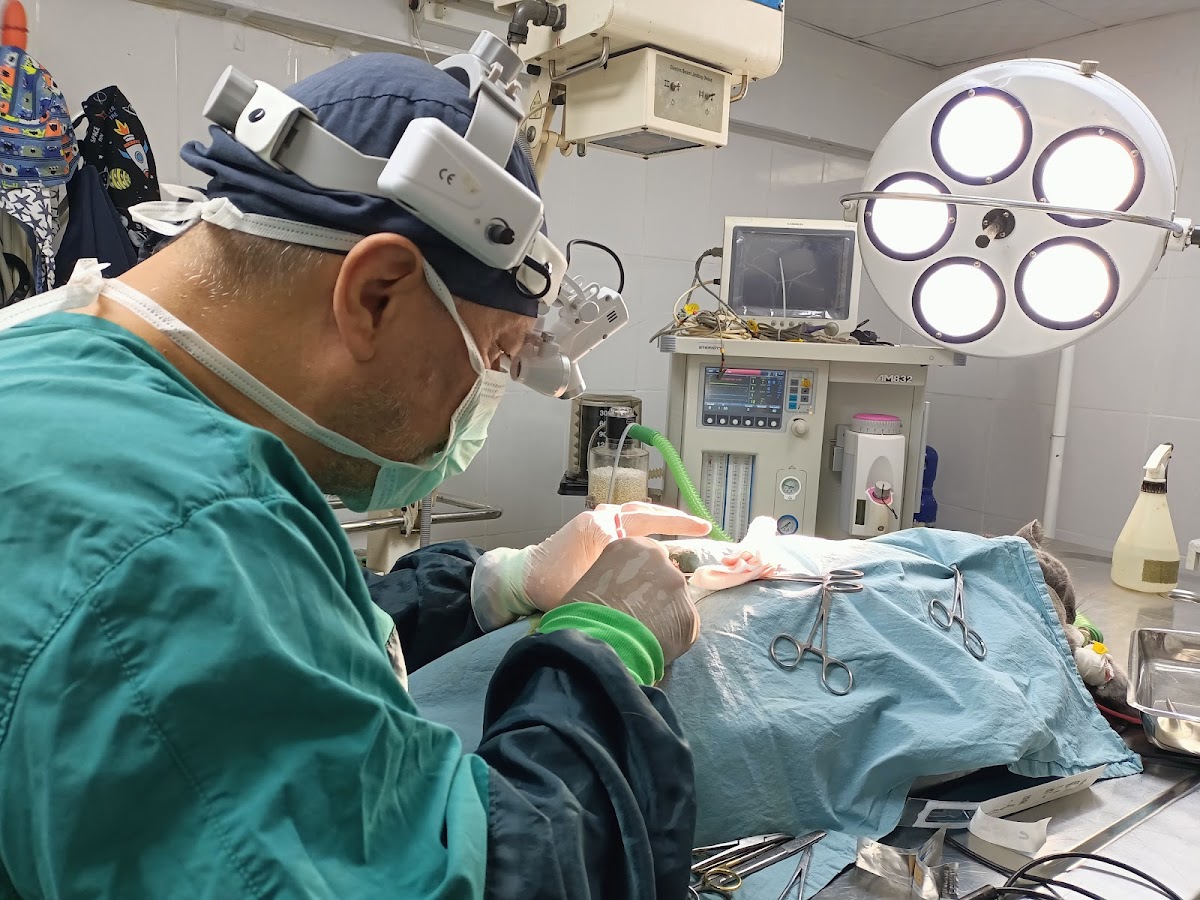 Adana Denizpet Veteriner Kliniği/Yeşilyurt/Baraj yolu